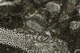 Polished Devonian Fossil Coral and Bryozoan Plate - Morocco #365119-1